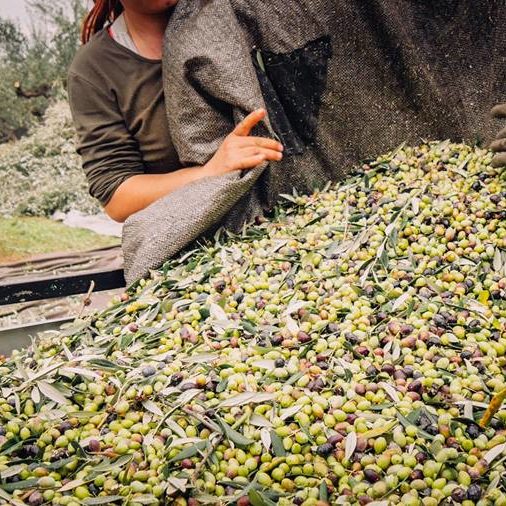 Dogma Gourmet - Kalamata extra virgin olive oil - Harvest