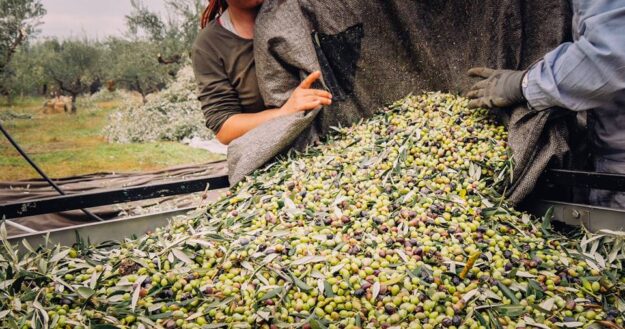 Dogma Gourmet - Kalamata extra virgin olive oil - Harvest