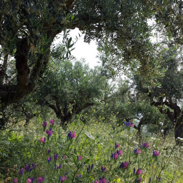 Dogma Gourmet - Kalamata extra virgin olive oil - Orchards