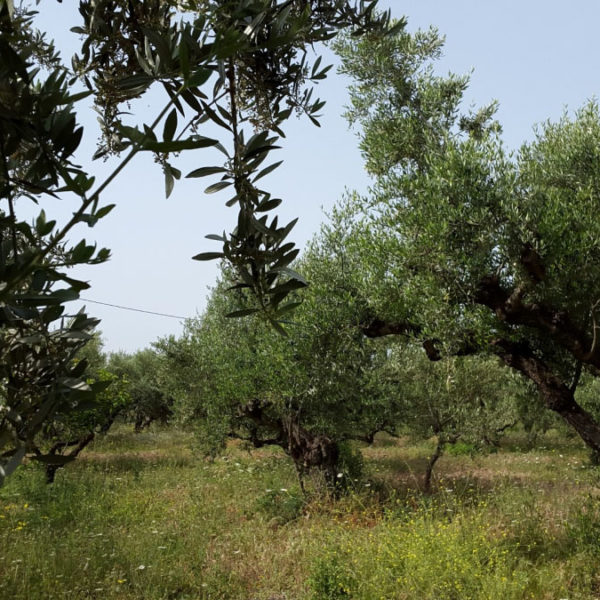 Dogma Gourmet - Kalamata extra virgin olive oil - Orchards