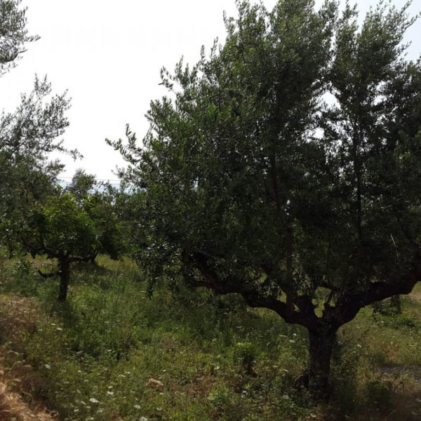 Dogma Gourmet - Kalamata extra virgin olive oil - Orchards