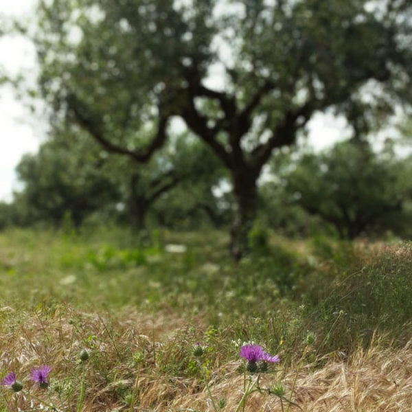 Dogma Gourmet - Kalamata extra virgin olive oil - Orchards