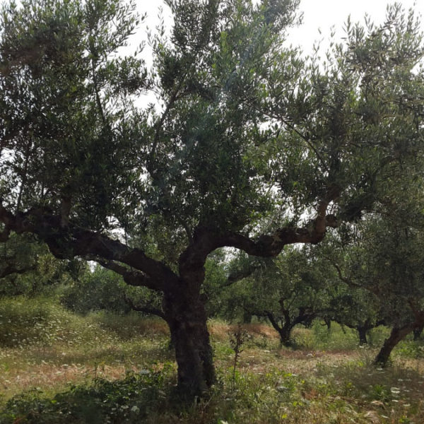 Dogma Gourmet - Kalamata extra virgin olive oil - Orchards
