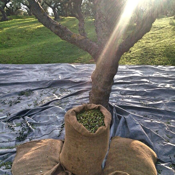 Dogma Gourmet - Kalamata extra virgin olive oil - Orchards