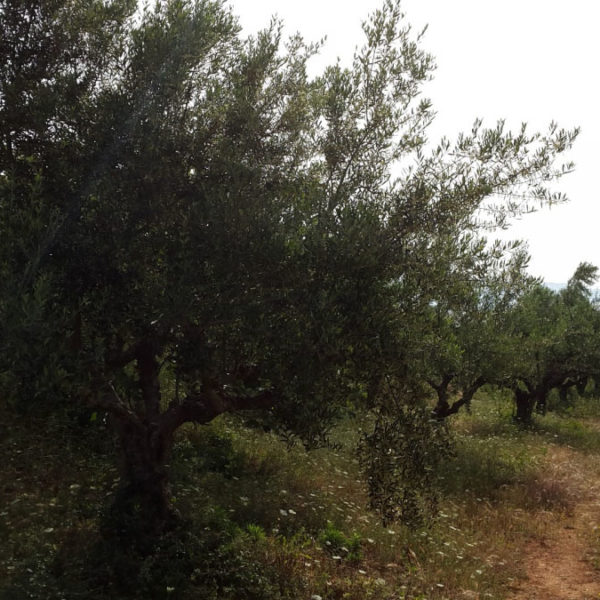 Dogma Gourmet - Kalamata extra virgin olive oil - Orchards