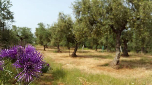 Dogma Gourmet - Kalamata extra virgin olive oil - Orchards