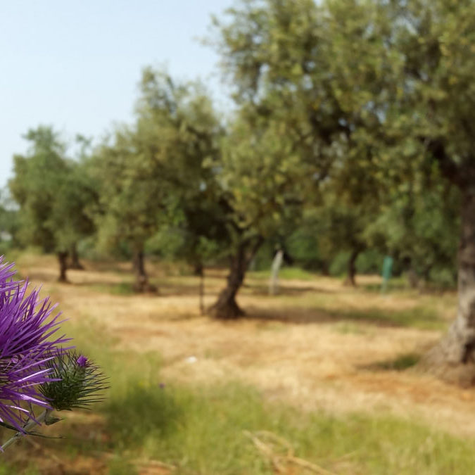 Dogma Gourmet - Kalamata extra virgin olive oil - Orchards