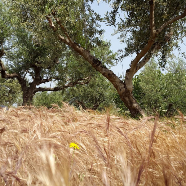 Dogma Gourmet - Kalamata extra virgin olive oil - Orchards