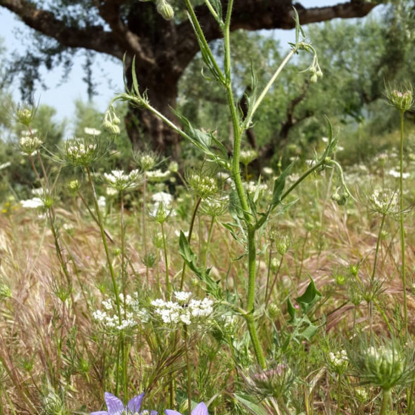 Dogma Gourmet - Kalamata extra virgin olive oil - Orchards