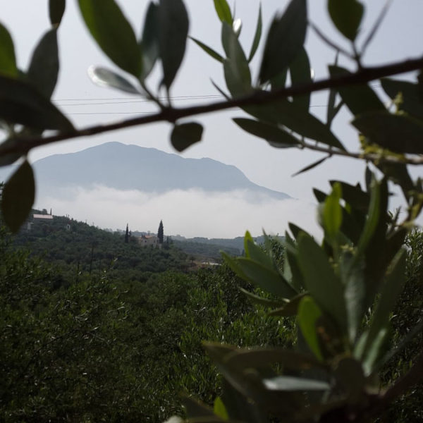 Dogma Gourmet - Kalamata extra virgin olive oil - Orchards